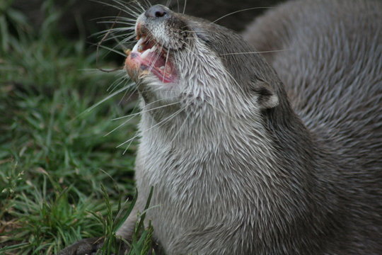 Fischotter
