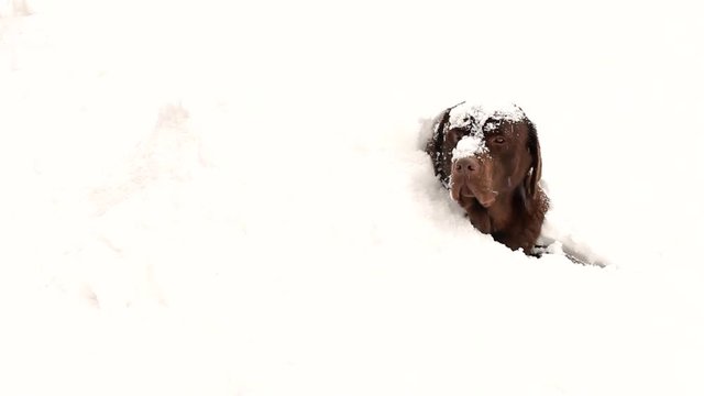 Chocolate brown Labrador in the snow in winter