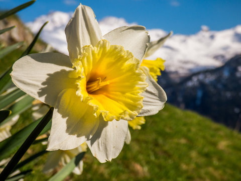 jonquille dans les Alpes