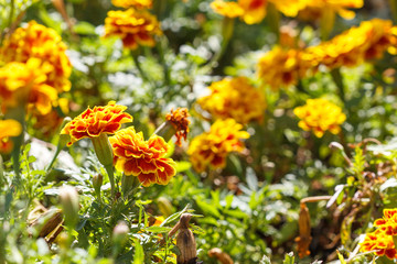 Marigolds flower