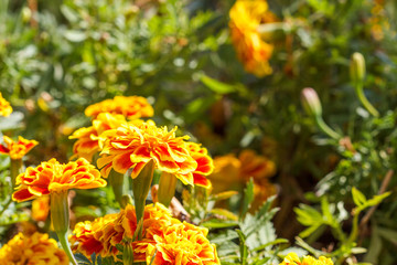 Marigolds flower