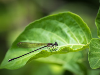 dragonfly