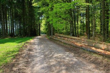 Fototapeta premium beautiful landscape in the Black Forest in Germany