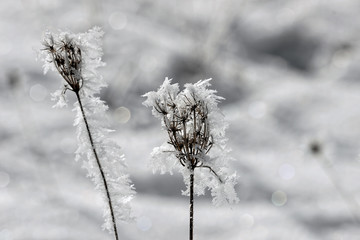 Detail of a withered plant covered with hoarfrost in winter