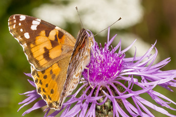 Butterfly feeding on purple flower