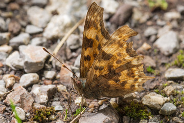 Orange butterfly resting on ground
