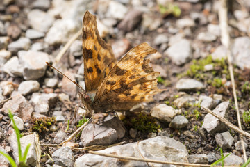 Orange butterfly resting on ground