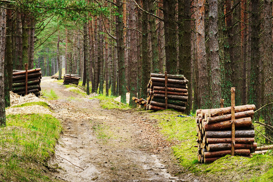 Stacks of felled pine tree trunks along road in evergreen coniferous forest. Pomerania, Poland.