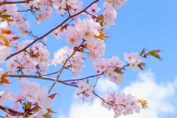 青空と桜