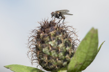 Close up of an ugly fly