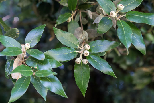 Green leaves and acorns of holm oak tree (Quercus ilex)