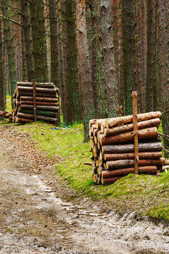 Stacks of felled pine tree trunks in evergreen coniferous forest. Pomerania, Poland.
