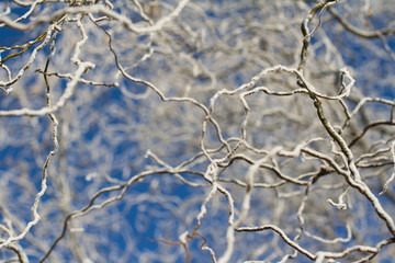 close up of tree branches in winter