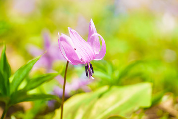 カタクリの花のアップ