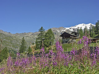 Waldweideröschen im Val Gressonay