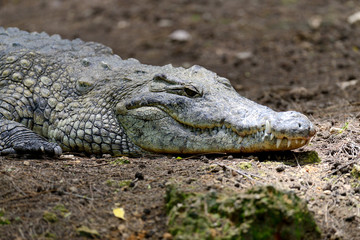 Crocodile in National park of Kenya, Africa