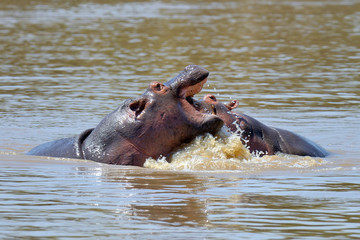 Fototapeta premium Hippo family (Hippopotamus amphibius)