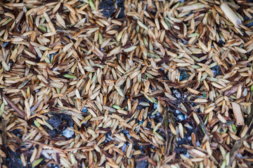 Close up view of rice texture on ground before peeling and polishing