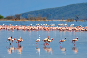 Obraz premium Flock of flamingos