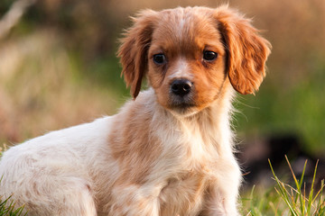 Epagneul Breton puppy