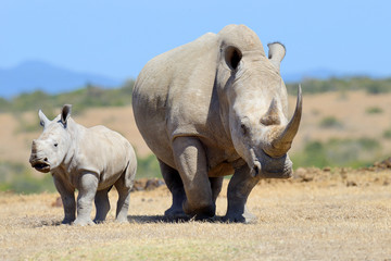Fototapeta premium Afrykański nosorożec biały