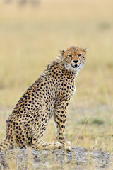 Wild african cheetah