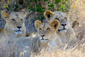 Plakat Lion in National park of Kenya