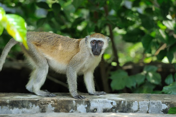 Obraz premium Vervet Monkey in National park of Kenya