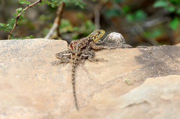 Lizard in National park of Africa