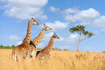 Fototapeta na wymiar Giraffe in National park of Kenya
