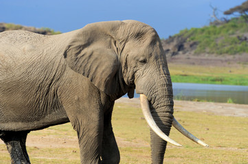 Elephant in National park of Kenya