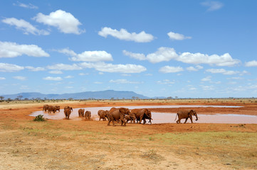 Obraz na płótnie Canvas Elephant in National park of Kenya