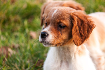 Epagneul Breton puppy