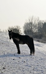 Fototapeta na wymiar horses in winter landscape