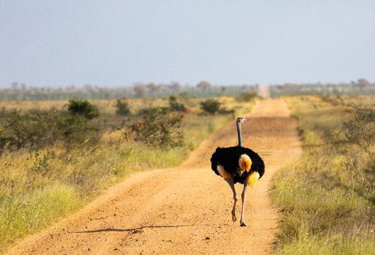 Struthio camelus (Ostrich), male - Tsavo East, Kenya