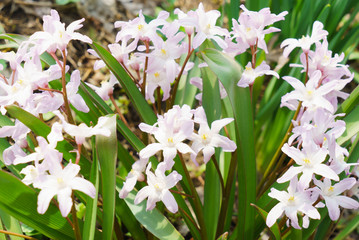 春の花チオノドクサ