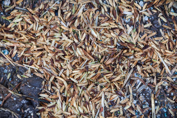 Close up view of rice texture on ground before peeling and polishing