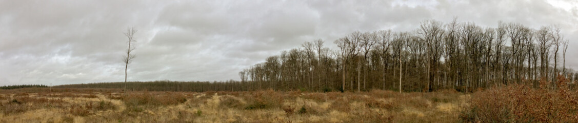 Fototapeta na wymiar Exploitation de la Forêt domaniale de Bercé, parcelle en broussaille