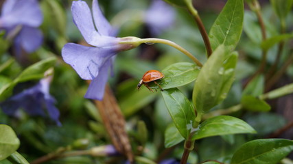 Ladybird ladybug, on green leaves of a purple Periwinkle flower after a rain storm