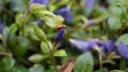 Ladybird ladybug, on green leaves of a purple Periwinkle flower after a rain storm