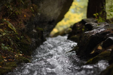 Fluss, Waalweg, Natur, Wald