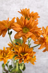 Chrysanthemum daisy