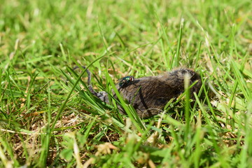 Bluebottle fly on a dead mouse in grass