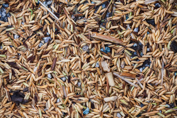 Close up view of rice texture on ground before peeling and polishing