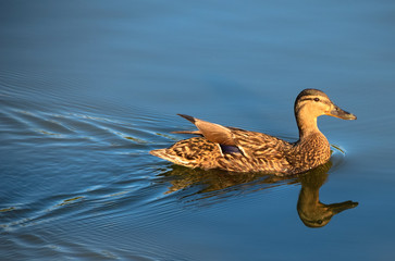 Female mallard duck swimming across still lake with reflection in the water