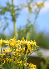 Caterpillar of the Cinnabar moth on yellow common ragwort