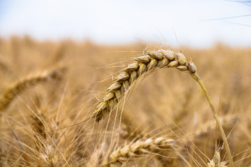 Field of wheat