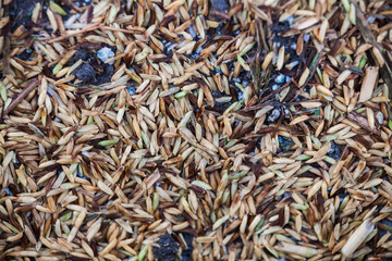 Close up view of rice texture on ground before peeling and polishing