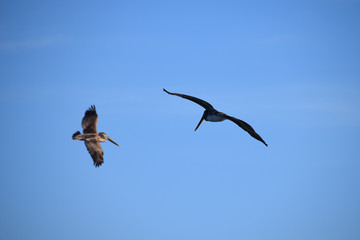 Pelicans in flight, Guanacaste, Costa Rica