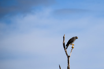 Barred hawk perched on a tree branch, Guanacaste, Costa Rica